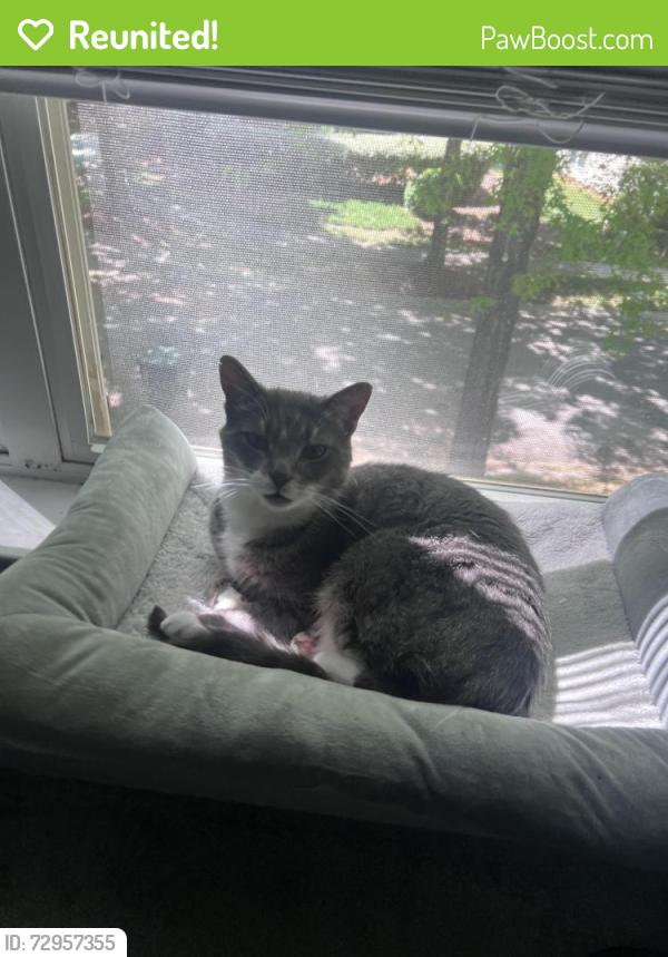 Reunited Male Cat last seen Switchyard dr, Cornelius, NC 28031