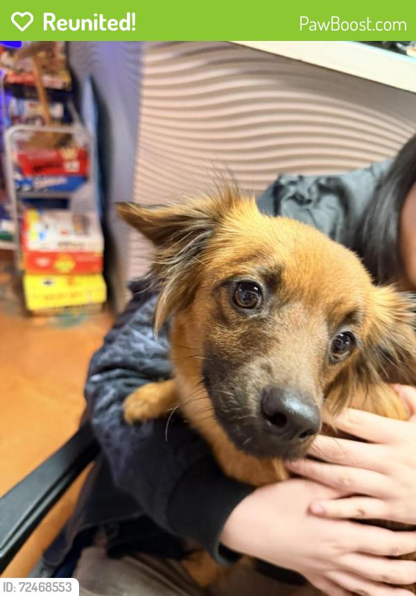 Reunited Female Dog last seen Near W 75th St, Naperville, IL 60565, USA, Naperville, IL 60565