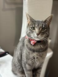 Lost Female Cat last seen Granite Circle NW, Rochester, MN 55901