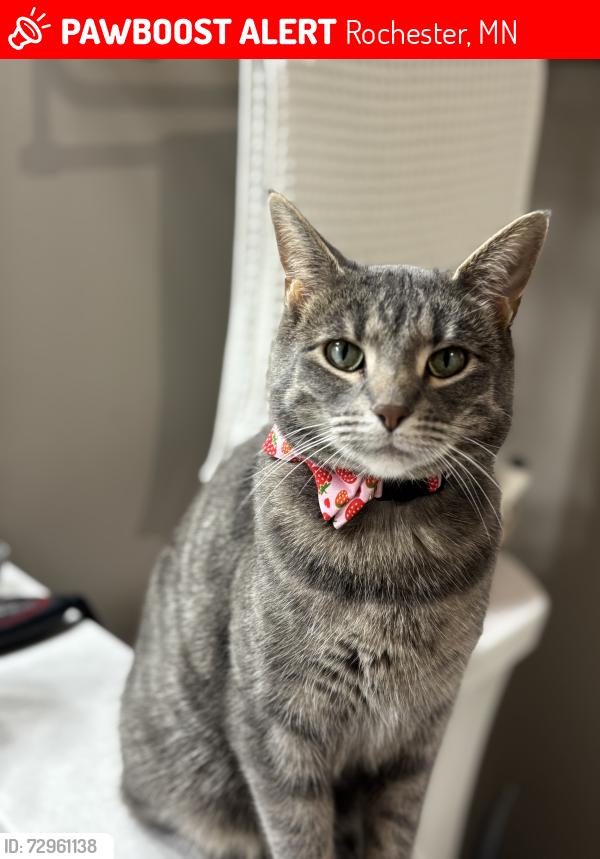 Lost Female Cat last seen Granite Circle NW, Rochester, MN 55901