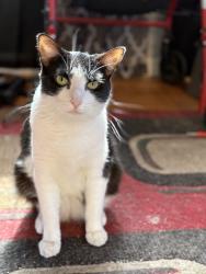 Lost Female Cat last seen Carefree , Lancaster, CA 93535