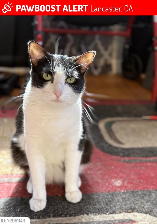 Lost Female Cat last seen Carefree , Lancaster, CA 93535