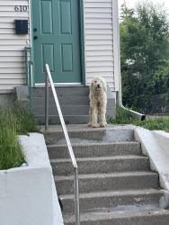Reunited Unknown Dog last seen Fairview and Lafond, Saint Paul, MN 55104