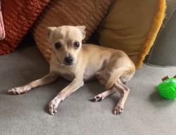 Lost Male Dog last seen Curry ford road , Orlando, FL 32822