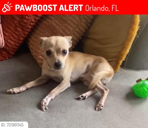 Lost Male Dog last seen Curry ford road, Orlando, FL 32822