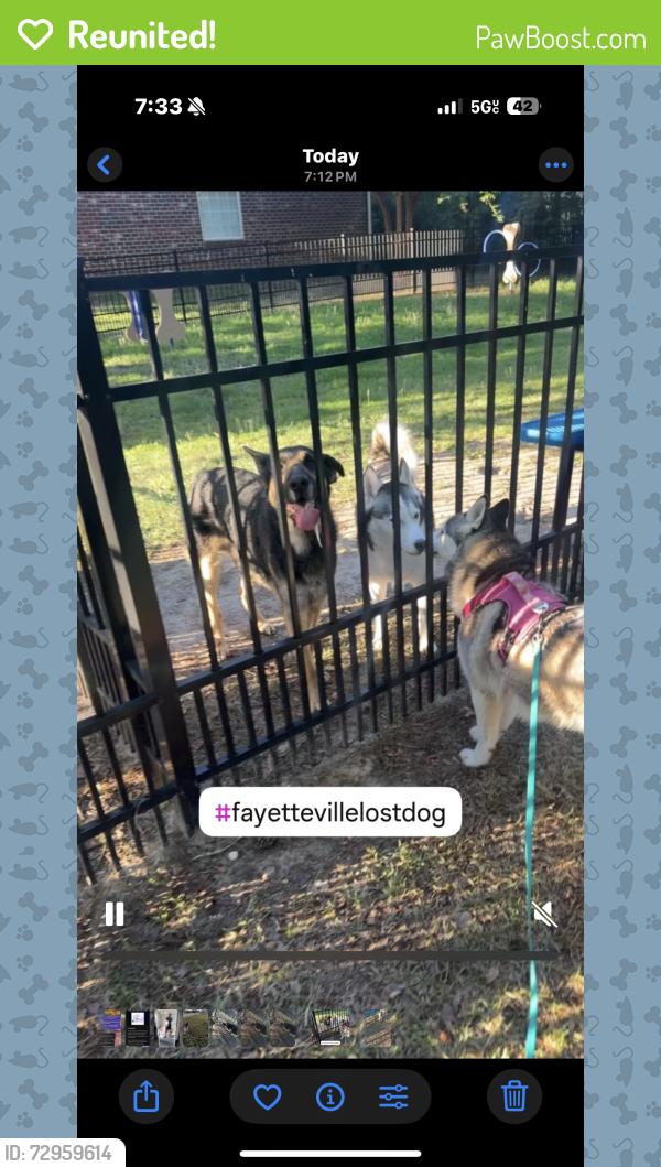 Reunited Male Dog last seen Cliffdale Road, Fayetteville, NC 28314