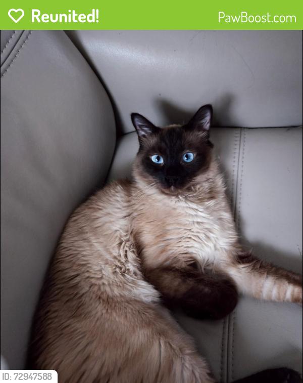 Reunited Female Cat last seen Near sw 159th path, Miami, FL 33185