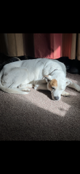 Lost Female Dog last seen Mile marker 219 near Platte Canyon High School, Bailey, CO 80421