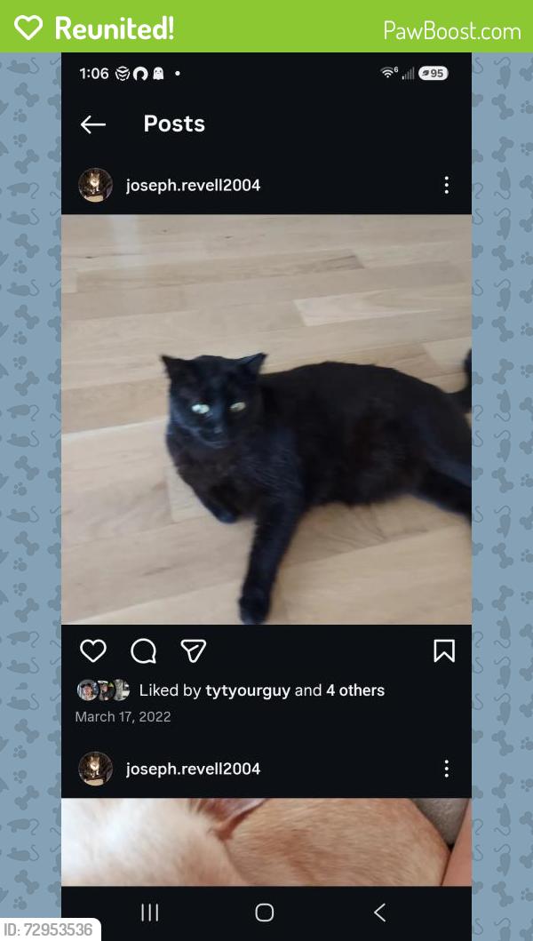 Reunited Female Cat last seen Near S Point Rd, Green Bay, WI 54313, USA, Green Bay, WI 54313