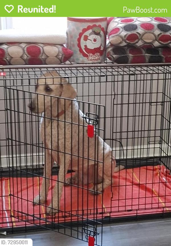 Reunited Male Dog last seen Bel Air road, Overlea, MD 21236