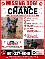 Lost Male Dog last seen Hodge & Shelby Drive, Memphis, TN 38109