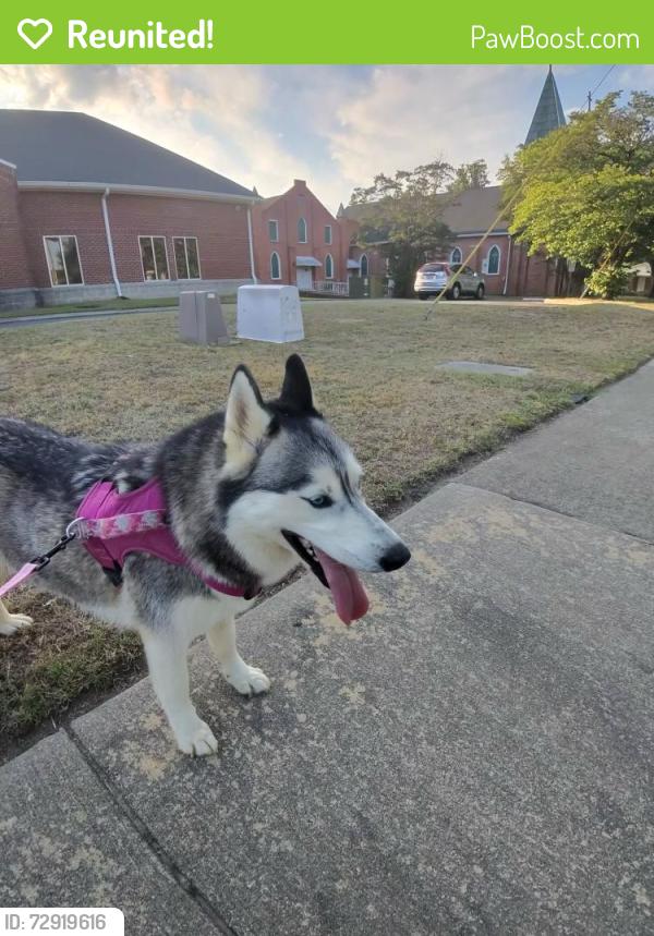 Reunited Female Dog last seen Near kingdom est dr, Fayetteville, NC 28301