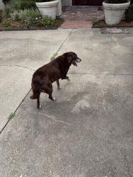 Found/Stray Unknown Dog last seen Subdivision billeau off of settlers trace , Lafayette, LA 70500
