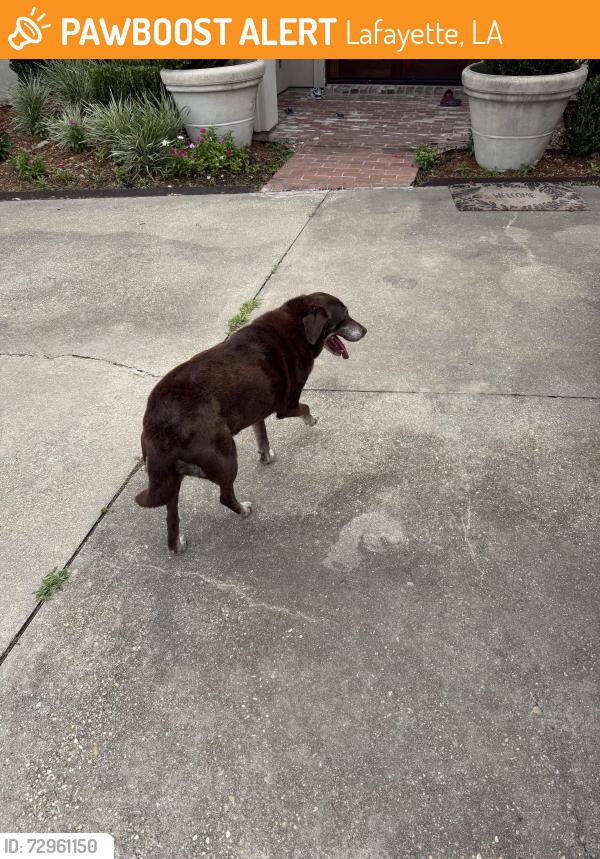 Found/Stray Unknown Dog last seen Subdivision billeau off of settlers trace , Lafayette, LA 70500