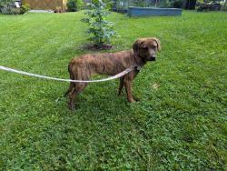 Found/Stray Female Dog last seen New Stock between 25/70 and Old Gibbs, Weaverville, NC 28787