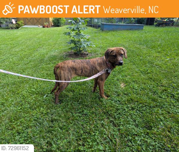 Found/Stray Female Dog last seen New Stock between 25/70 and Old Gibbs, Weaverville, NC 28787
