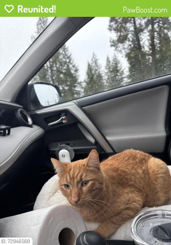Reunited Male Cat last seen Annie and Hanson , Bozeman, MT 59718