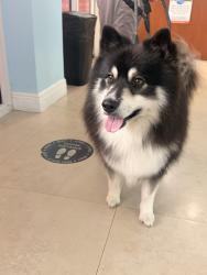 Reunited Male Dog last seen Miccosukee Golf course , Miami, FL 33183