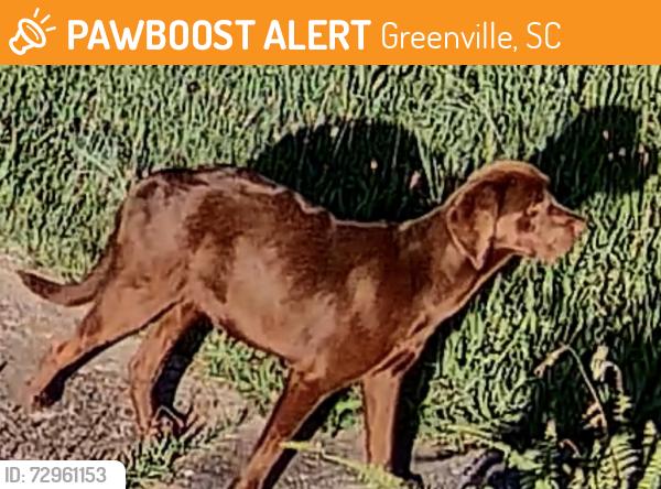 Found/Stray Unknown Dog last seen Close to the railroad tracks on 45 W 5th st , Greenville, SC 29611