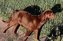 Found/Stray Unknown Dog last seen Close to the railroad tracks on 45 W 5th st , Greenville, SC 29611