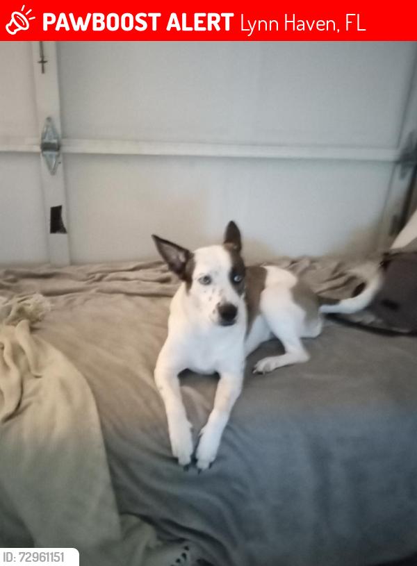 Lost Female Dog last seen New York Ave. Lynn haven fl, Lynn Haven, FL 32444