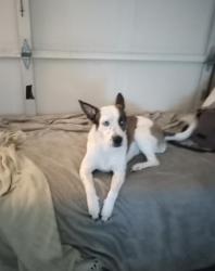 Lost Female Dog last seen New York Ave. Lynn haven fl, Lynn Haven, FL 32444