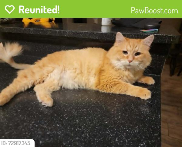 Reunited Male Cat last seen 83rd and Becher, West Allis, WI 53219