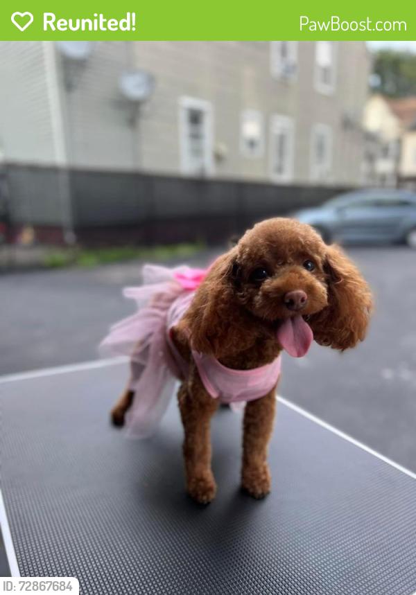 Reunited Female Dog last seen E 19th St , Paterson, NJ 07514