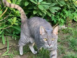 Lost Female Cat last seen Wyomissing Blvd and Penn Ave, Wyomissing, PA 19610