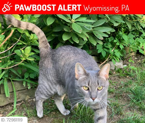 Lost Female Cat last seen Wyomissing Blvd and Penn Ave, Wyomissing, PA 19610