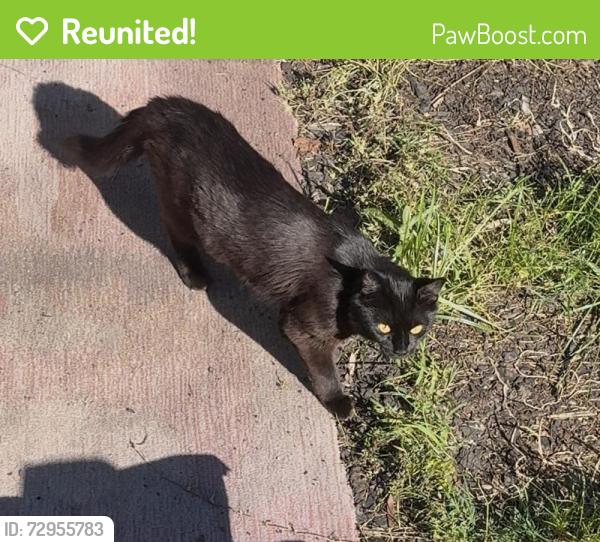 Reunited Female Cat last seen Grace Ave, Virginia Beach, VA 23451, USA, Virginia Beach, VA 23451