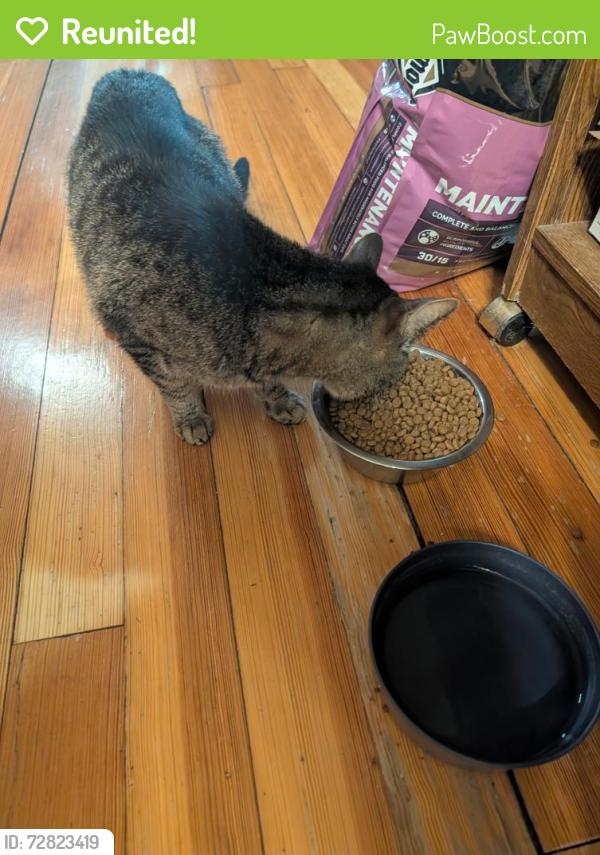 Reunited Male Cat last seen S.Lemon, Sioux City, IA 51106
