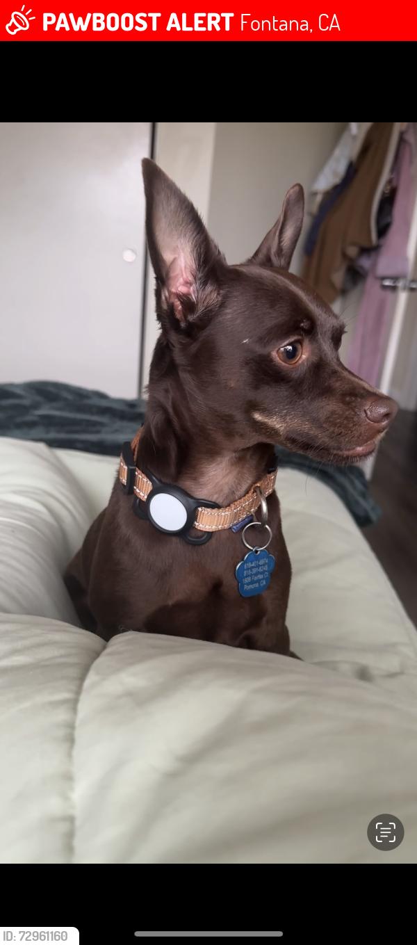 Lost Male Dog last seen Nature center fontana near cypress, Fontana, CA 92337