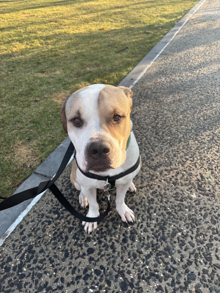 Shelter Stray Male Dog last seen Pelham Bay Park, BRONX, NY, 10465, New York, NY 10029