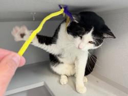 Shelter Stray Male Cat last seen Near Adam Clayton Powell Boulevard, NEW YORK, NY, 10027, New York, NY 10029
