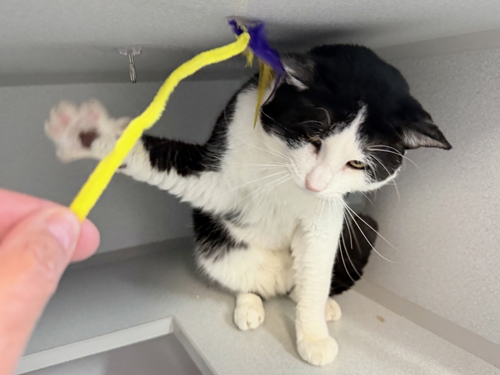 Shelter Stray Male Cat last seen Near Adam Clayton Powell Boulevard, NEW YORK, NY, 10027, New York, NY 10029