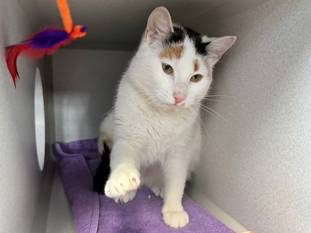 Shelter Stray Female Cat last seen Near W 50 Street, NEW YORK, NY, 10019, New York, NY 10029