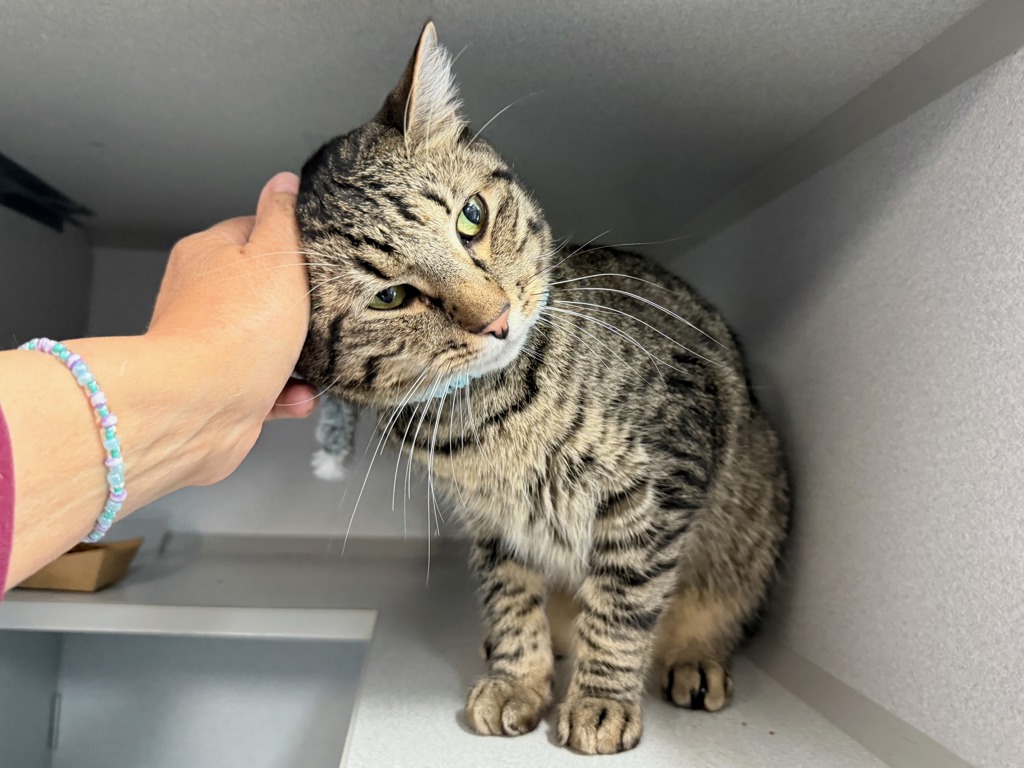 Shelter Stray Male Cat last seen Apt 1E,11-14 Morris Avenue, BRONX, NY, 10456, New York, NY 10029