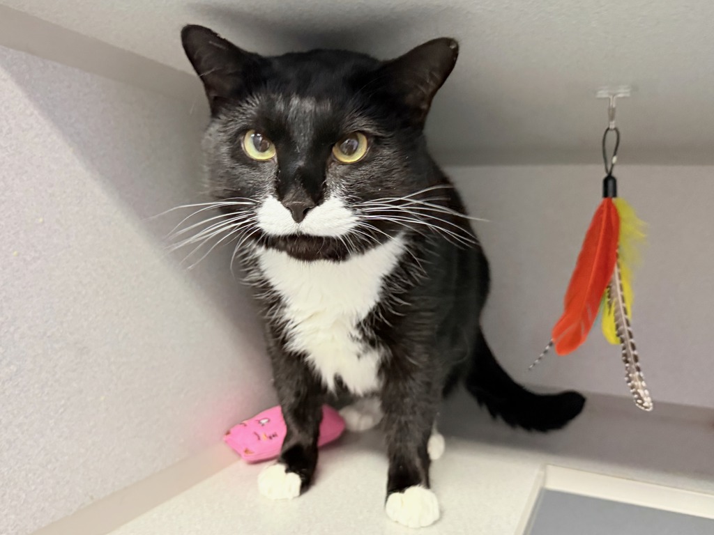 Shelter Stray Male Cat last seen Apt 2C,338 Madison Street, NEW YORK, NY, 10002, New York, NY 10029
