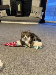 Lost Male Cat last seen West Point subdivision, Galloway, OH 43119