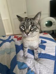 Lost Male Cat last seen Valley dr, Bristol, VA 24201