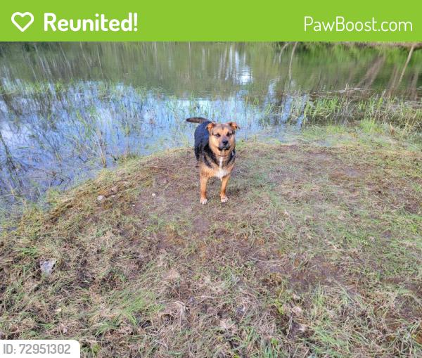 Reunited Female Dog last seen Cattaraugus Creek, Seneca territory , Springville, NY 14141