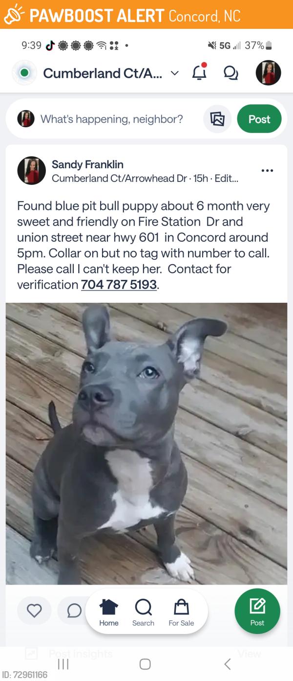 Found/Stray Female Dog last seen Fire Station and Union St Concord NC, Concord, NC 28025