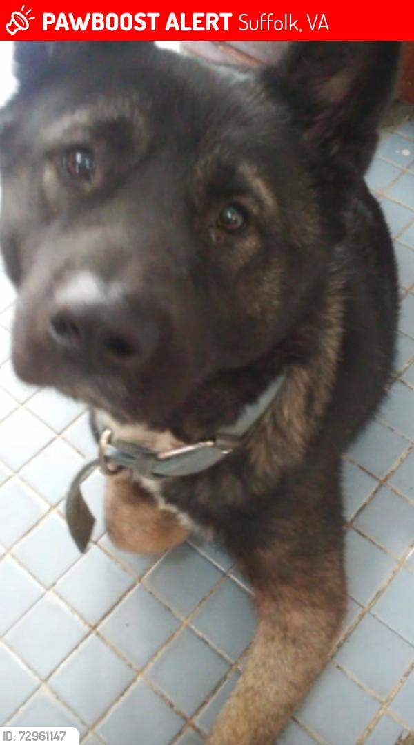 Lost Male Dog last seen Little Fork Road and Whaleyville Blvd, Suffolk, VA 23438