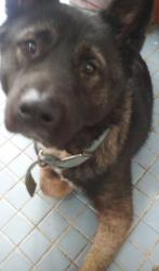 Lost Male Dog last seen Little Fork Road and Whaleyville Blvd, Suffolk, VA 23438