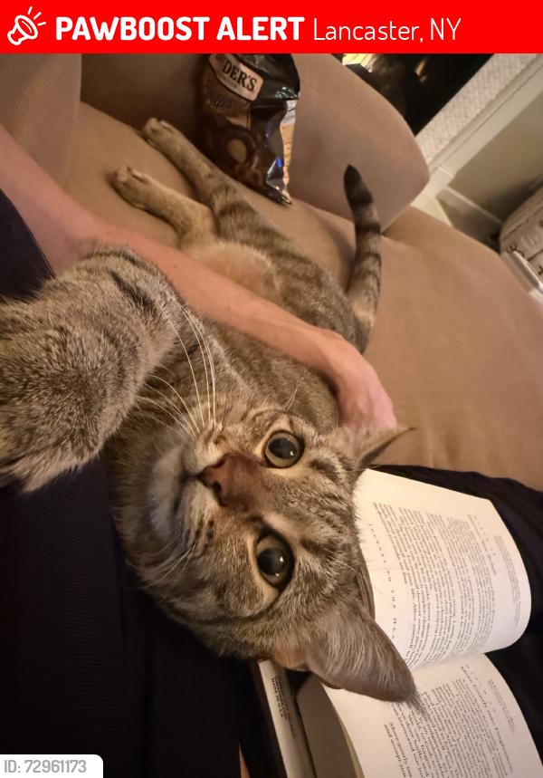 Lost Unknown Cat last seen Hidden Meadow Crossing/Patridge Walk, Lancaster, NY 14086