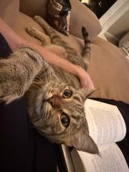 Lost Unknown Cat last seen Hidden Meadow Crossing/Patridge Walk, Lancaster, NY 14086