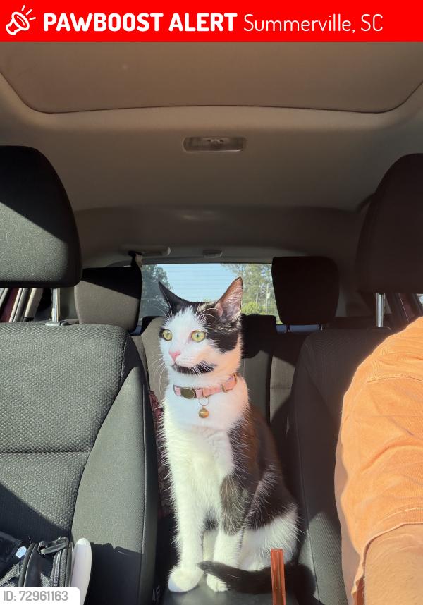 Lost Female Cat last seen BJ’s gas station, BJ’s wholesale club, Bryant at Summerville apmts, Summerville, SC 29483