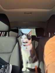 Lost Female Cat last seen BJ’s gas station, BJ’s wholesale club, Bryant at Summerville apmts, Summerville, SC 29483