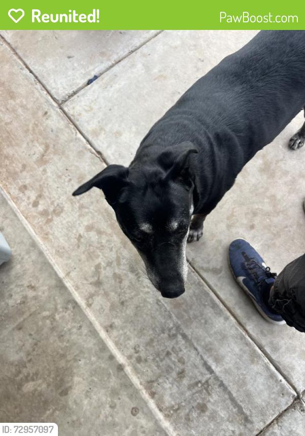 Reunited Female Dog last seen E 87th St & US-385, Odessa, TX 79765, USA, Odessa, TX 79764